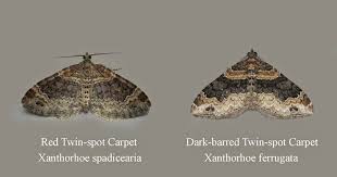 Attēlu rezultāti vaicājumam “Xanthorhoe ferrugata”