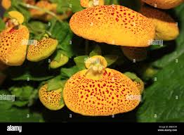 Attēlu rezultāti vaicājumam “Cypripedium calceolus flower”