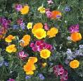 Renee's Garden Seeds Scatter Gardens: Carefree Wildflowers ...
