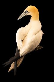 Image result for Morus bassanus