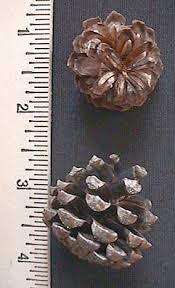 Attēlu rezultāti vaicājumam “Pinus mugo fruit”