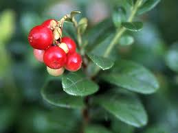 Attēlu rezultāti vaicājumam “Vaccinium vitis-idaea fruit”