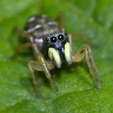 Attēlu rezultāti vaicājumam “Heliophanus sp.”