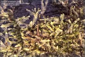 Attēlu rezultāti vaicājumam “Chiloscyphus”