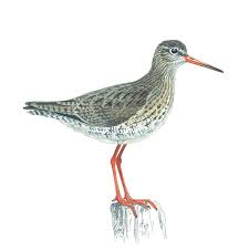 Attēlu rezultāti vaicājumam “Tringa totanus”