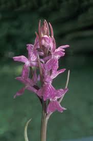Attēlu rezultāti vaicājumam “Dactylorhiza russowii leaf”