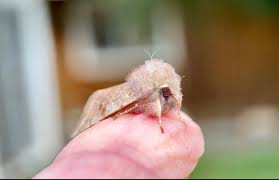 Attēlu rezultāti vaicājumam “Orthosia miniosa imago”