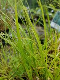 Attēlu rezultāti vaicājumam “Hemitrichia sordivesiculosa sessile”