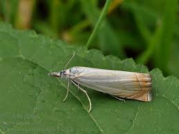 Attēlu rezultāti vaicājumam “Chrysoteuchia culmella”