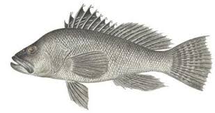 Image result for Centropristis striata