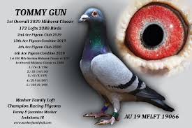 Image result for Meridian Racing Pigeon Lofts