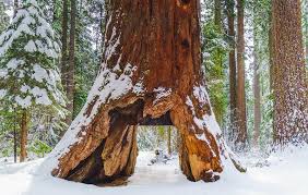 Image result for Mammutbaum