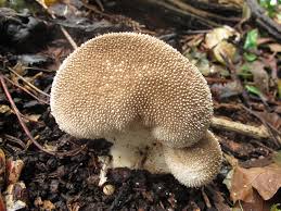 Attēlu rezultāti vaicājumam “Lycoperdon pyriforme young”