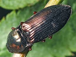 Attēlu rezultāti vaicājumam “Selatosomus aeneus”