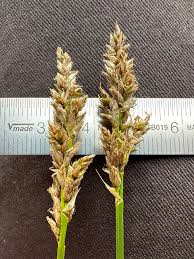 Attēlu rezultāti vaicājumam “Carex appropinquata leaf”