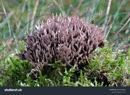 Attēlu rezultāti vaicājumam “Thelephora palmata”