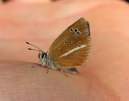 Attēlu rezultāti vaicājumam “Agrodiaetus damon underside”