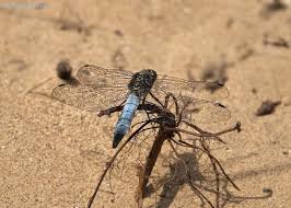 Attēlu rezultāti vaicājumam “Orthetrum cancellatum male”