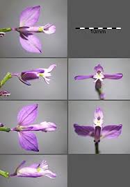 Attēlu rezultāti vaicājumam “Polygala comosa”