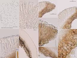 Attēlu rezultāti vaicājumam “Mollisia cinerea”