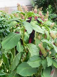 Attēlu rezultāti vaicājumam “Phytolaccaceae”