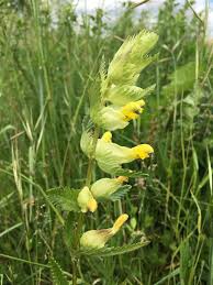 Attēlu rezultāti vaicājumam “Rhinanthus serotinus leaf”