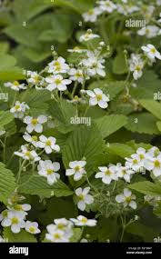 Attēlu rezultāti vaicājumam “Fragaria moschata flower”