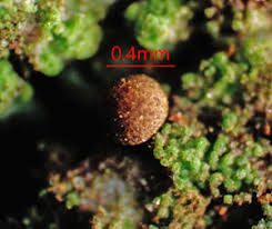 Attēlu rezultāti vaicājumam “Hemitrichia chrysospora macro”