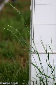 Attēlu rezultāti vaicājumam “Elytrigia repens subsp. arenosa”