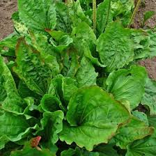 Attēlu rezultāti vaicājumam “Plantago media leaf”