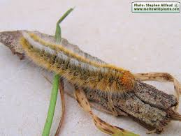 Attēlu rezultāti vaicājumam “Lasiocampa trifolii male”