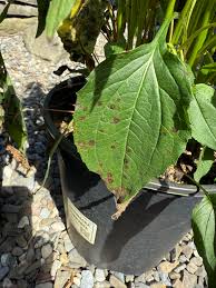 Attēlu rezultāti vaicājumam “Echinacea purpurea leaf”