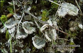 Attēlu rezultāti vaicājumam “Peltigera extenuata”