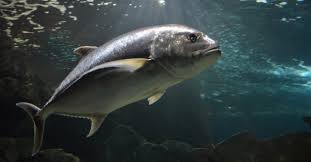 Image result for Thunnus thynnus