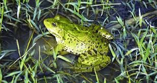 Attēlu rezultāti vaicājumam “Pelophylax adult”