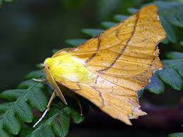 Attēlu rezultāti vaicājumam “Ennomos alniaria”