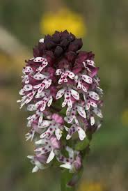 Attēlu rezultāti vaicājumam “Orchis ustulata”