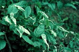 Attēlu rezultāti vaicājumam “Exobasidiales”