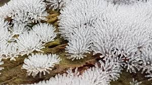 Attēlu rezultāti vaicājumam “Enteridium corticatum”