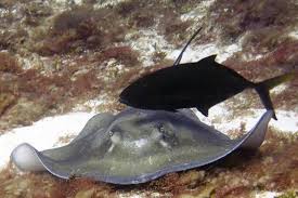 Image result for Hypanus longus