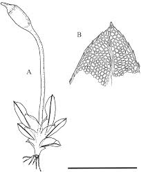 Attēlu rezultāti vaicājumam “Fissidens bryoides sporophyte”