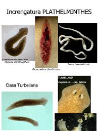 Attēlu rezultāti vaicājumam “Plathelminthes”