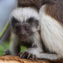 ZooBorns: Tamarin