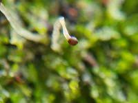 Attēlu rezultāti vaicājumam “Chiloscyphus pallescens”