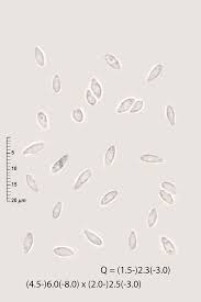 Attēlu rezultāti vaicājumam “Hyphodiscus hymeniophilus”