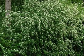 Attēlu rezultāti vaicājumam “Cotoneaster multiflorus”