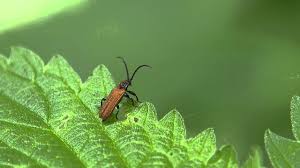 Attēlu rezultāti vaicājumam “Lygistopterus sanguineus”