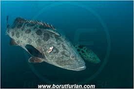 Image result for Epinephelus tukula