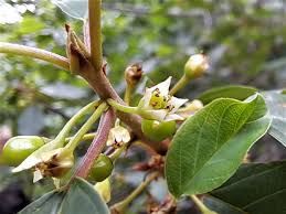 Attēlu rezultāti vaicājumam “Frangula alnus”