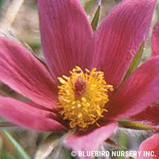 Attēlu rezultāti vaicājumam “Pulsatilla vulgaris flower”